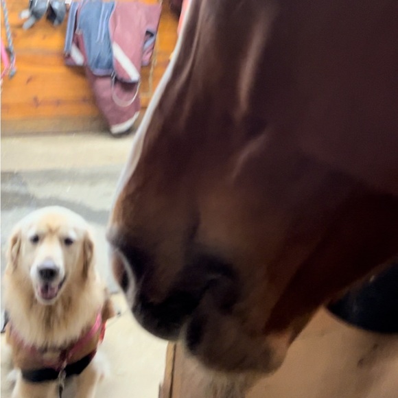 Meet your Posher, Lindsey - Picture 4 of 7